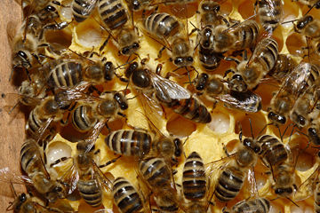 Abeja Reina y obreras